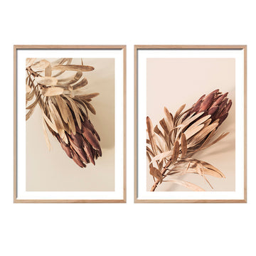 Par Cuadros Proteas Sepia_01