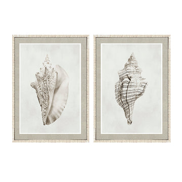 Par Cuadros Conchas Marinas_01