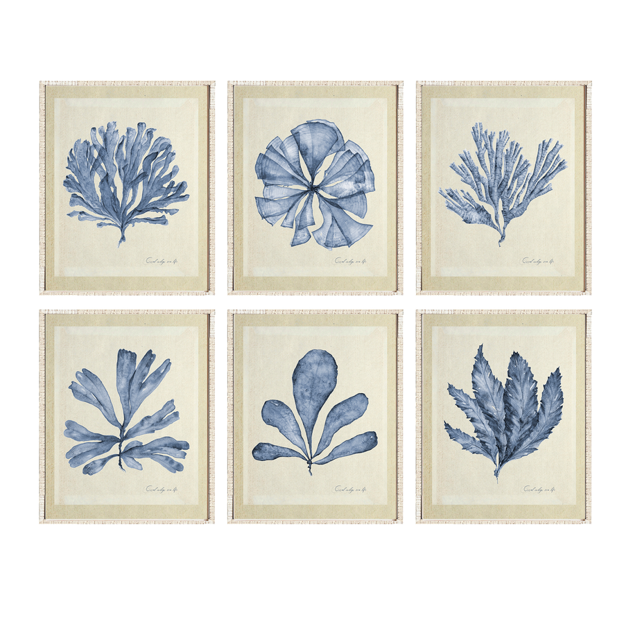 Set de cuadros Muro Algas Calma Azul