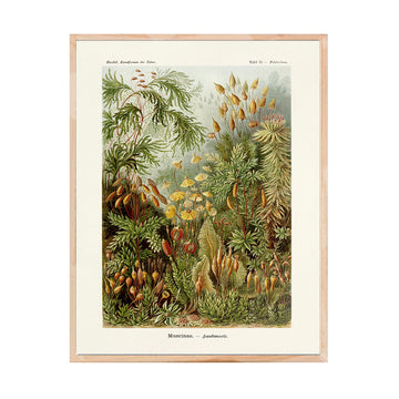 Naturaleza Vintage
