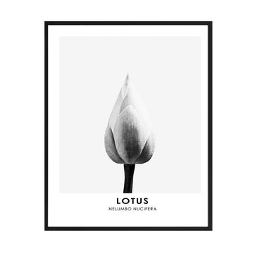 Cuadro Flor Lotus BN