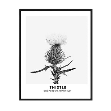 Cuadro Flor Thistle BN