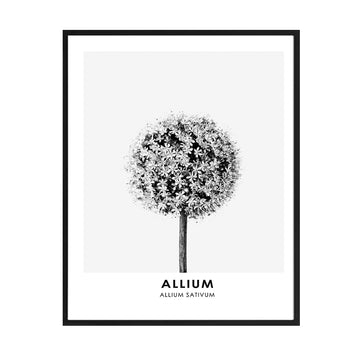 Cuadro Flor Allium BN