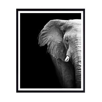 Cuadro Foto Elefante N°2