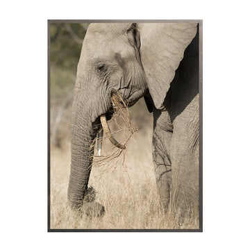 Cuadro Fotografías Animales Nude B