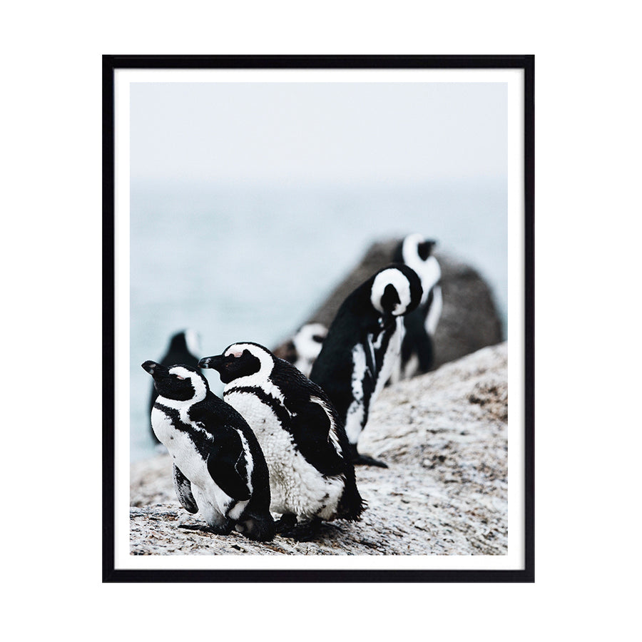 Cuadro Foto Pingüinos N°1
