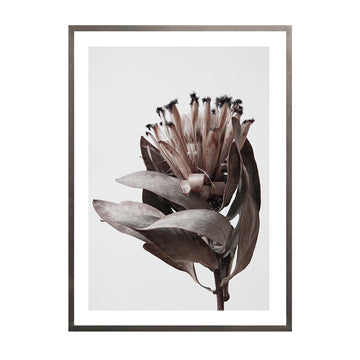 Cuadro Fotografía Protea  A