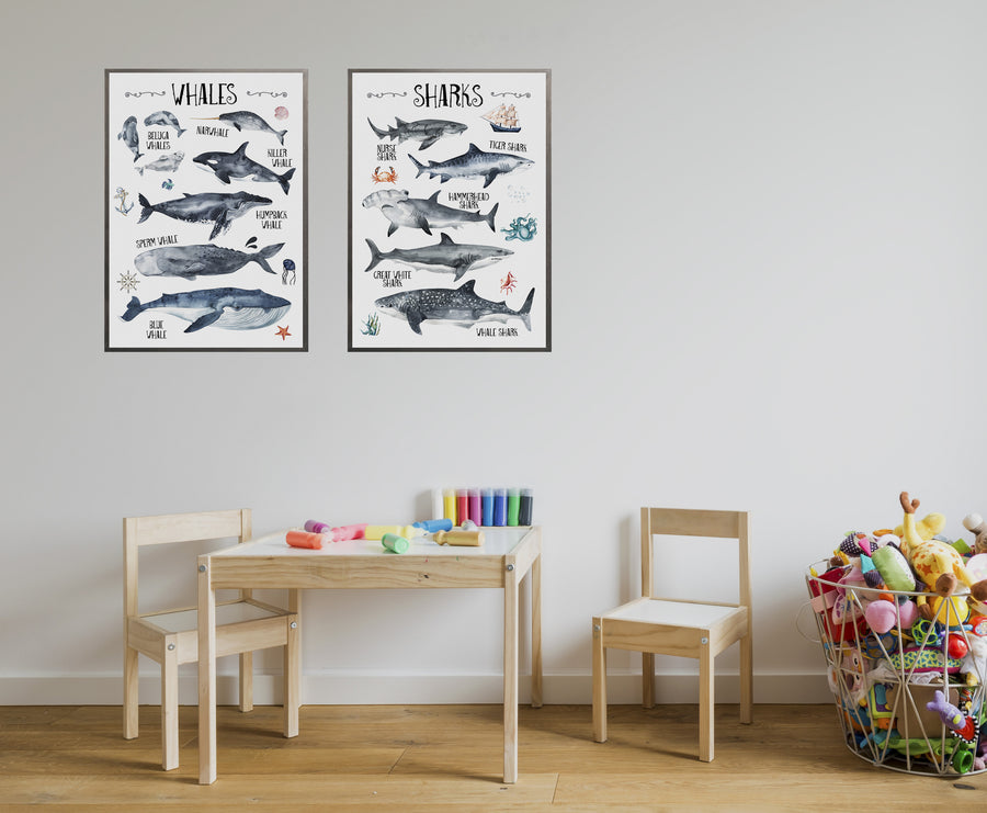 Cuadro Sharks